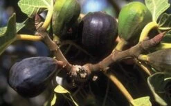 LSU Purple Fig Tree - 1 Gallon Pot -Garden Sales Store 10072 lsu purple fig