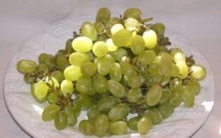 Thompson Seedless Grape Vine - 1 Gallon Pot -Garden Sales Store 10092 thompson seedless grape