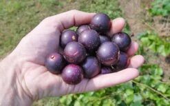 Nesbitt Muscadine Grape Vine - 1 Gallon Pot -Garden Sales Store 10547 nesbitt muscadine