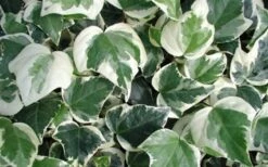 Variegated Algerian Ivy (Hedera Algeriensis 'Gloire De Marengo') - 5 Pack Of Pint Pots -Garden Sales Store 3554 ravensholst ivy 2
