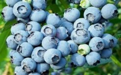 Powderblue Rabbiteye Blueberry - 6 Pack Of 1 Gallon Pots -Garden Sales Store 3591 powder blue blueberry