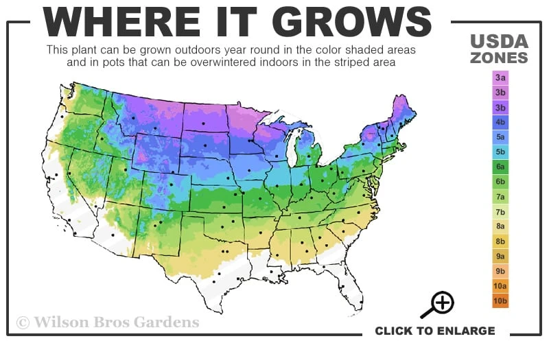 Dwarf Globe Blue Spruce Topiary Tree (Picea Pungens 'Globosa') - 1 Gallon Pot 3 Dwarf Globe Blue Spruce Topiary Tree (Picea Pungens 'Globosa') - 1 Gallon Pot - Image 3