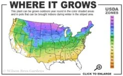 Green Giant Arborvitae (Thuja) - 6-Pack Of 1 Gallon Pots -Garden Sales Store 3a 8b 13