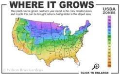 Beacon Silver Lamium - 5 Pack Of Pint Pots -Garden Sales Store 3a 9b 18