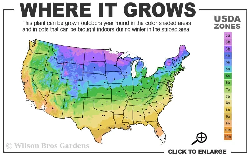 Hetzi Columnar Juniper - 7 Gallon Pot (5-6') 3 Hetzi Columnar Juniper - 7 Gallon Pot (5-6') - Image 3