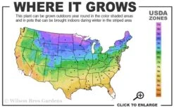 Kaizuka Twisted Juniper - 3 Gallon Pot -Garden Sales Store 3b 9b