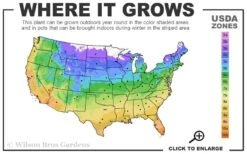 Warsaw Nike Clematis - 1 Gallon Pot -Garden Sales Store 4a 11 1