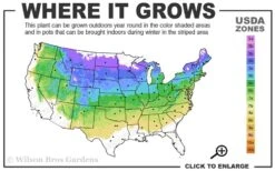 True Dwarf Hinoki Cypress (Chameacyparis Obtusa 'Nana') - 1 Gallon Pot -Garden Sales Store 4a 8a