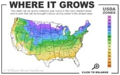 Red Mulberry Tree (Morus Rubra) - 3 Gallon Pot 11 Red Mulberry Tree (Morus Rubra) - 3 Gallon Pot -Garden Sales Store 4a 8b 8