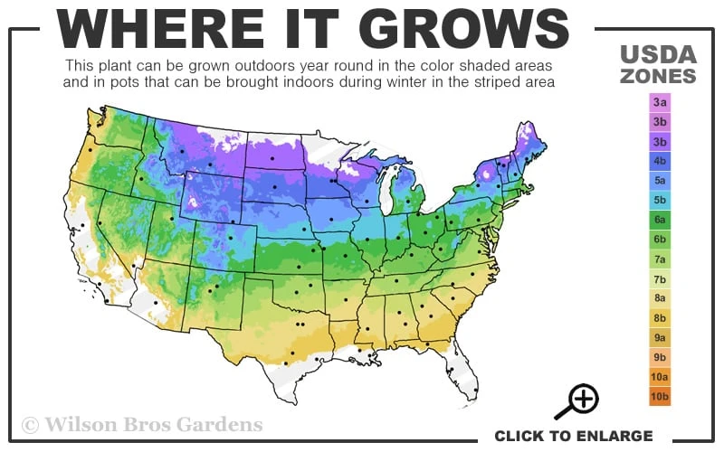Red Mulberry Tree (Morus Rubra) - 3 Gallon Pot 3 Red Mulberry Tree (Morus Rubra) - 3 Gallon Pot - Image 3