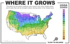 Horstmann's Silberlocke Korean Fir - 2 Gallon Pot -Garden Sales Store 4a 8b thumbnail