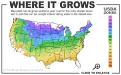 Pachysandra - Japanese Spurge - 18 Count Flat Of Pint Pots -Garden Sales Store 4a 9a 1