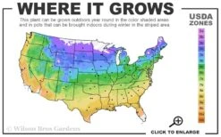 American Sycamore Tree - 3 Gallon Pot 8 American Sycamore Tree - 3 Gallon Pot -Garden Sales Store 4a 9b 18