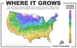 Elsa Spath Clematis - 1 Gallon Pot -Garden Sales Store 4a 9b thumbnail