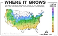 Solar Cascade Goldenrod (Solidago Shortii) - 1 Gallon Pot -Garden Sales Store 5a 8b 17