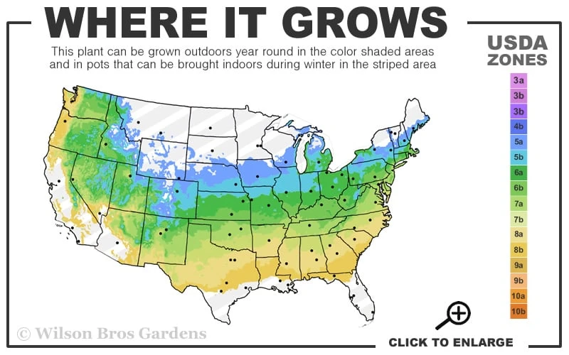 Blue Mist Fothergilla - 3 Gallon Pot 3 Blue Mist Fothergilla - 3 Gallon Pot - Image 3