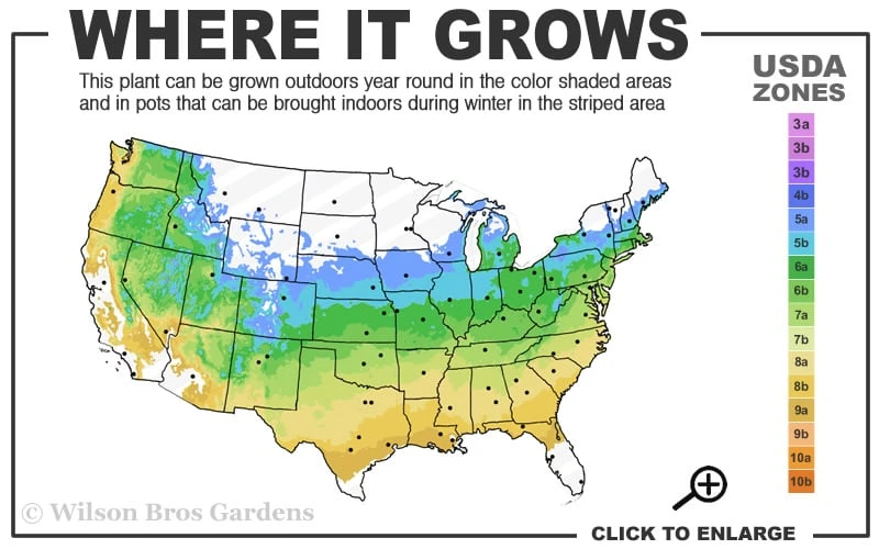 Sister Ghost Japanese Maple - 3 Gallon Pot (3-4') 3 Sister Ghost Japanese Maple - 3 Gallon Pot (3-4') - Image 3