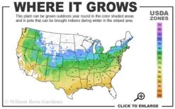 Firefall Lace Leaf Japanese Maple - 5 Gallon Pot -Garden Sales Store 5a 9a 12