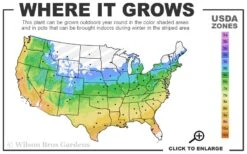 Emperor 1 Japanese Maple - 1 Gallon Pot -Garden Sales Store 5a 9b 86