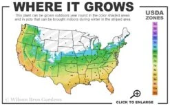 Southern Sweetbay Swamp Magnolia (M.v.australis) - 5 Gallon Pot 9 Southern Sweetbay Swamp Magnolia (M.v.australis) - 5 Gallon Pot -Garden Sales Store 5b 11 1