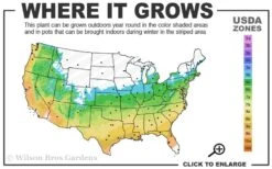 Orange Dream Japanese Maple - 1 Gallon Pot -Garden Sales Store 5b 9b 1