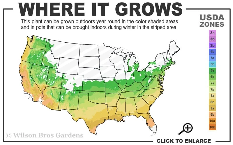 Party Lights Pink Flush Tea Olive - Osmanthus Heterophyllus - 1 Gallon Pot 3 Party Lights Pink Flush Tea Olive - Osmanthus Heterophyllus - 1 Gallon Pot - Image 3