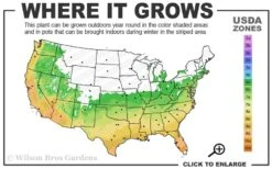 Ingelise English Ivy (Hedera) - 10 Pack Of 4" Pots -Garden Sales Store 6a 10a