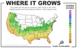 Pink Muhly Grass - Cotton Candy Grass - 2 Gallon Pot -Garden Sales Store 6a 10b 2