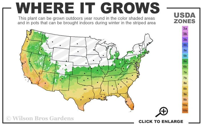 Dwarf Green Stripe Bamboo (Pleioblastus Viridistriatus) - 1 Gallon Pot 3 Dwarf Green Stripe Bamboo (Pleioblastus Viridistriatus) - 1 Gallon Pot - Image 3