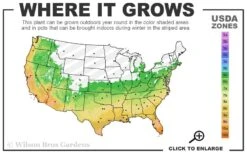 Harbor Belle Dwarf Nandina - 3 Gallon Pot -Garden Sales Store 6a 11 6