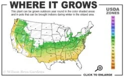 Fragrant Snowball Viburnum Carlecephalum - 3 Gallon Pot -Garden Sales Store 6a 8b 7