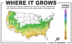 Titan Blueberry - 3 Gallon Pot -Garden Sales Store 6a 9a 3