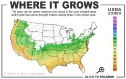 Summer Chocolate Mimosa Tree - 5 Gallon Pot -Garden Sales Store 6a 9b 49