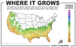 Governor Mouton Red Camellia Japonica - 3 Gallon Pot -Garden Sales Store 6b 10b