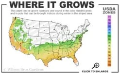 Amelia Rose Azalea - 3 Gallon Pot -Garden Sales Store 6b 9b 7