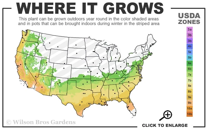 Funky Flow Mahonia - 3 Gallon Pot 3 Funky Flow Mahonia - 3 Gallon Pot - Image 3