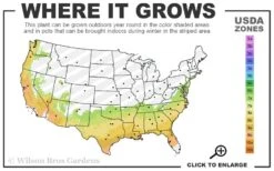 Autumn Moonlight Encore Azalea - 6 Pack Of 1 Gallon Pots -Garden Sales Store 7A 9B 49