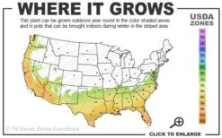 Winter Gold Edgeworthia Chrysantha (Paper Bush) - 1 Gallon Pot -Garden Sales Store 7a 10a 1