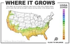 Semmes Cold Hardy Red Bottlebrush - Callistemon - 3 Gallon Pot -Garden Sales Store 7a 10b 42