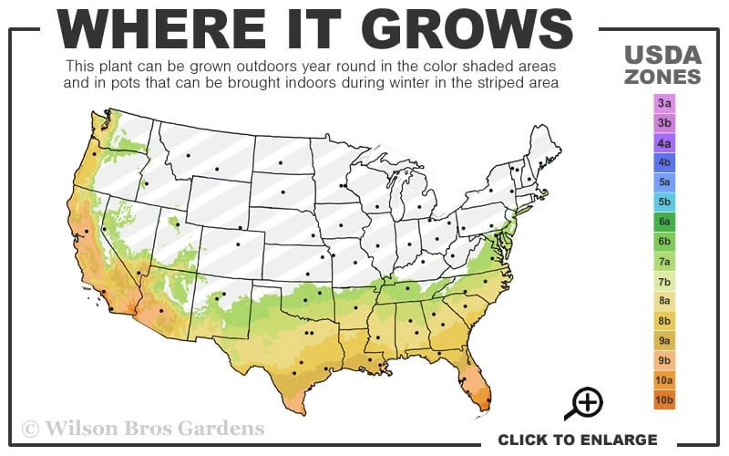 Black Beard Black Mondo Grass - Ophiopogon Planiscapus - 1 Gallon Pot 3 Black Beard Black Mondo Grass - Ophiopogon Planiscapus - 1 Gallon Pot - Image 3