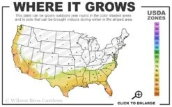 Arbequina Olive Tree - 1 Gallon Pot -Garden Sales Store 7b 10b 11