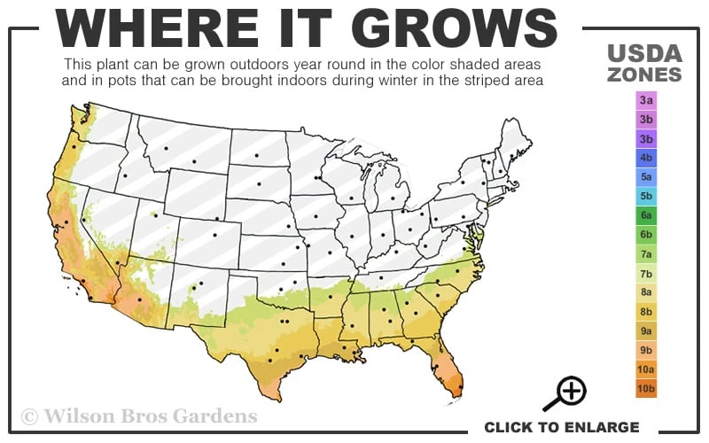 Radicans Creeping Dwarf Gardenia - 3 Gallon Pot 3 Radicans Creeping Dwarf Gardenia - 3 Gallon Pot - Image 3