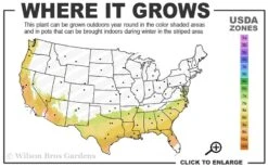 Austin Rabbiteye Blueberry - 1 Gallon Pot -Garden Sales Store 7b 9b 3