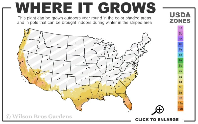 Confederate Jasmine Vine (Trachelospermum Jasminoides) - 1 Gallon Pot 3 Confederate Jasmine Vine (Trachelospermum Jasminoides) - 1 Gallon Pot - Image 3