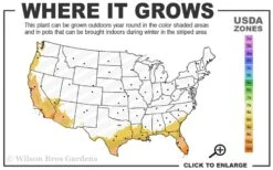 Red Cluster Bottlebrush Tree - 3 Gallon Pot -Garden Sales Store 8b 11