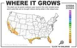 Little Prince Banana Plant - 1 Gallon Pot 6 Little Prince Banana Plant - 1 Gallon Pot -Garden Sales Store 9a 11