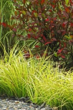 Golden Variegated Sweet Flag - Acorus Gramineus 'Oborozuki' - 18 Count Flats Of Pint Pots