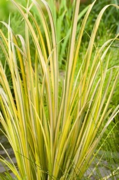 Golden Variegated Sweet Flag - Acorus Gramineus 'Oborozuki' - 18 Count Flats Of Pint Pots -Garden Sales Store Acorus Sweet Flag Variegated 500x750 1