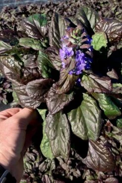 Catlins Giant Ajuga - Bugleweed - 5 Pack Of Quart Pots -Garden Sales Store Ajuga Catlins Giant 10 1