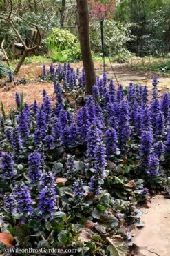 Catlins Giant Ajuga - Bugleweed - 18 Pack Of 3.5" Pots -Garden Sales Store Ajuga Catlins Giant 20